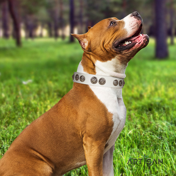 Amstaff convenient leather dog collar for handy use