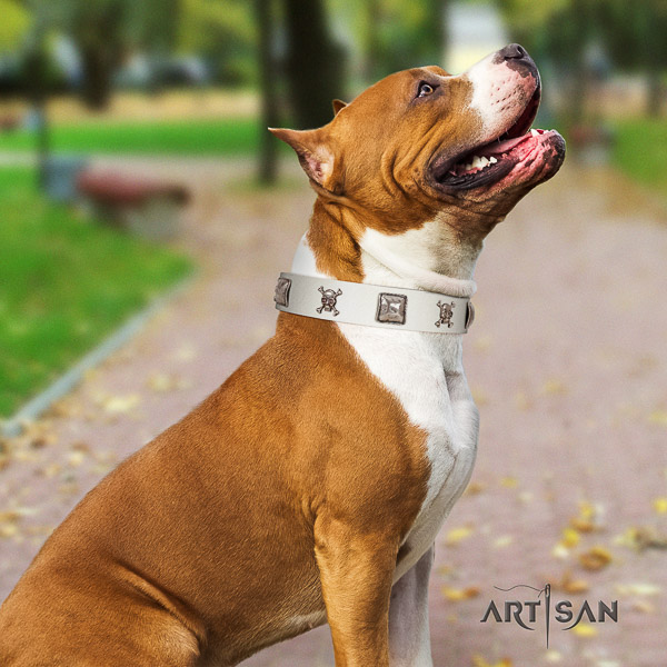 Amstaff stunning leather dog collar for comfortable wearing