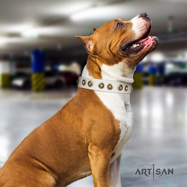 Amstaff convenient natural genuine leather dog collar for everyday walking