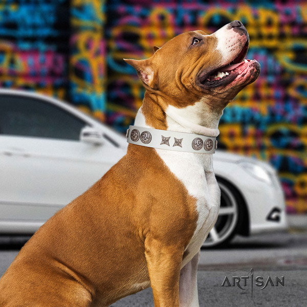 Amstaff top quality natural genuine leather dog collar for fancy walking