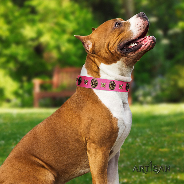Amstaff adorned leather dog collar for fancy walking