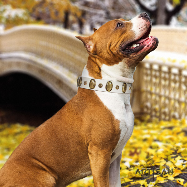 Amstaff handmade full grain natural leather dog collar for basic training