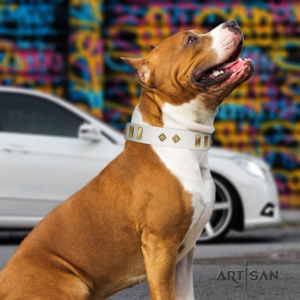 Amstaff remarkable full grain leather dog collar for comfy wearing