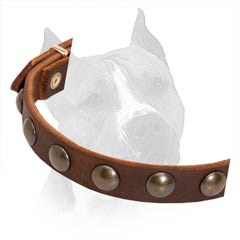 Brass Half Ball Studs on Walking and Training Leather Amstaff Collar