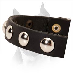 Nickel Half Ball Studs on Narrow Amstaff Leather Collar