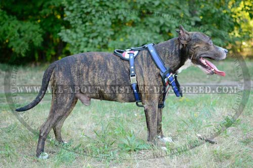 Comfy Amstaff Dog Harness With Soft Felt Padding In Chest  Plate