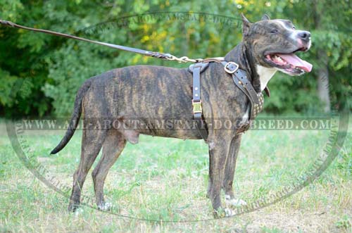Felt Padded Amstaff Leather Dog Harness