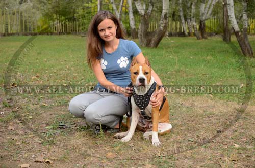 Amstaff Dog Harness With Wide Chest Plate 