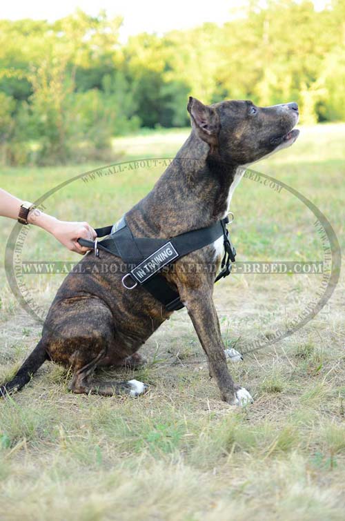 Perfect Reflective Reliable Nylon Amstaff Dog Harness