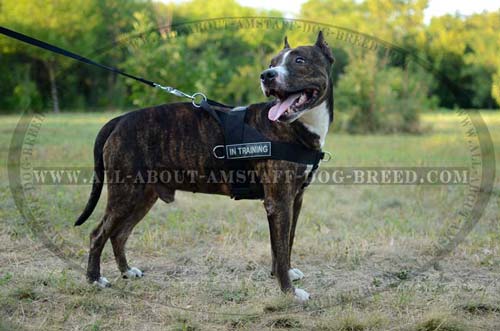 Comfortable Amstaff Dog Harness With Reflective Front  Strap