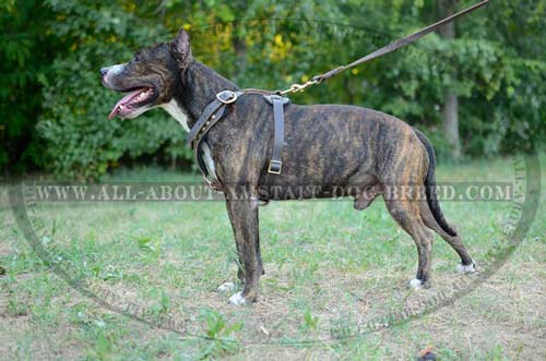 Marvelous Time-Proof Amstaff Dog Harness