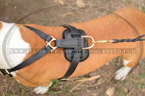 Amstaff Dog Harness Is Equipped With Plate For  Protection
