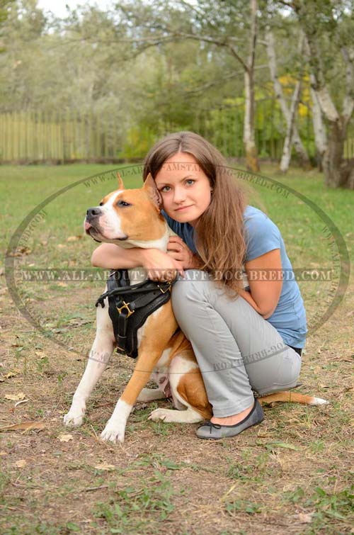 Professional Multipurposes Amstaff Dog Harness