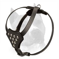 Puppy Leather Harness for American Staffordshire Terrier Daily Walking