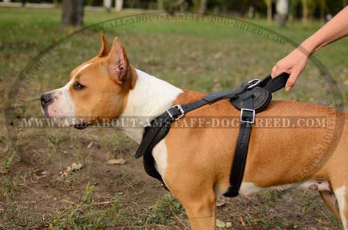 Amstaff Dog Harness With -D-Ring For Leash Attachment