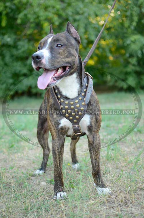 Exclusive Dog Harness With Wide Straps