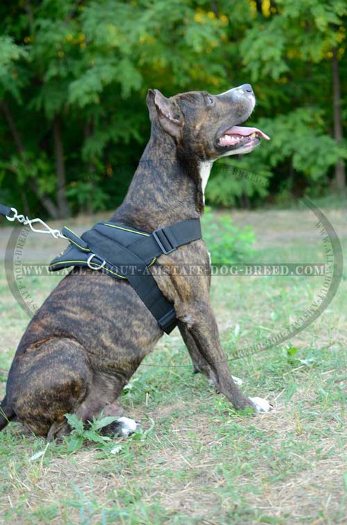Supernatural Extra Strong Dog Harness For Different  Activities