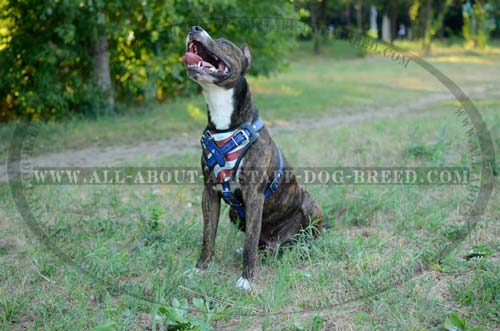 Heavy-Duty Amstaff Dog Harness With Painting