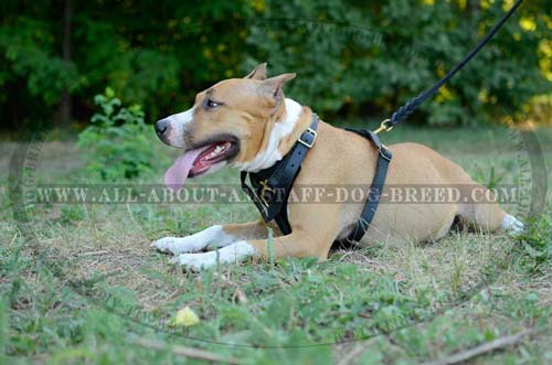 Soft Padded Leather Dog Harness With 4 Adjustable Straps