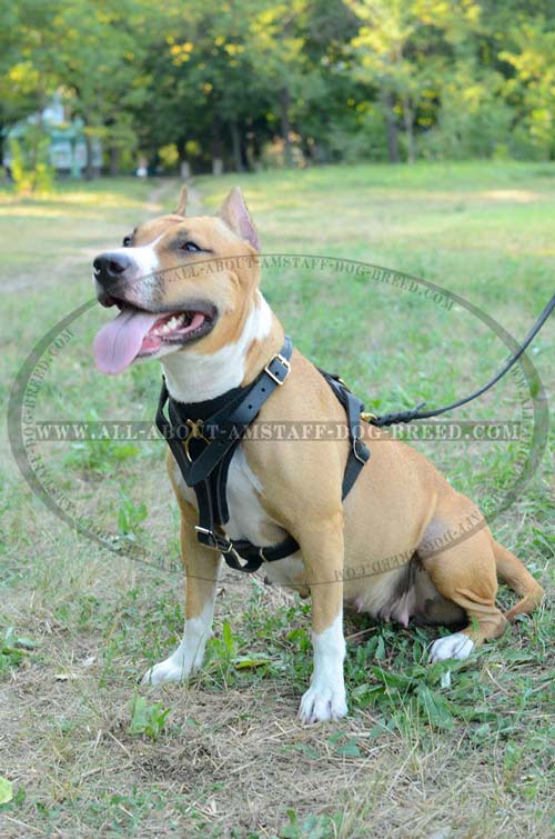 Daily Walking Soft Felt Padded Amstaff Dog Harness