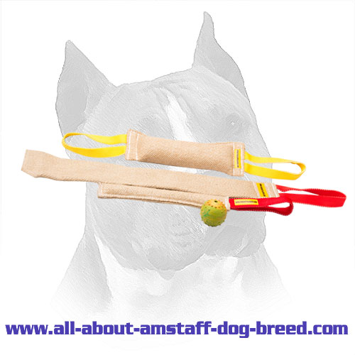 Amstaff Puppy Training Set With Training Toy For Free