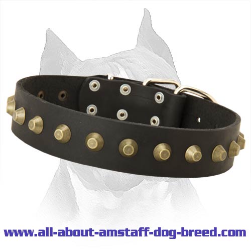 Decorated With Brass Pyramids Amstaff Leather Dog Collar