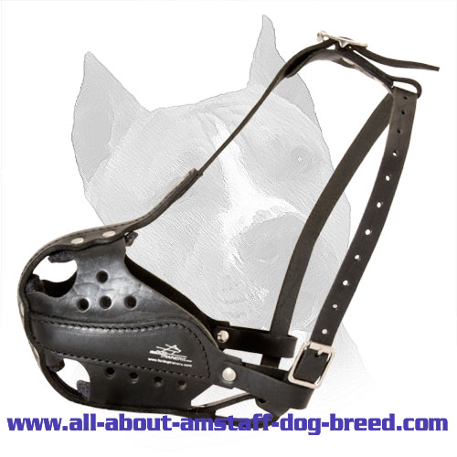 American Staffordshire Terrier Leather Dog Muzzle Agitation Training