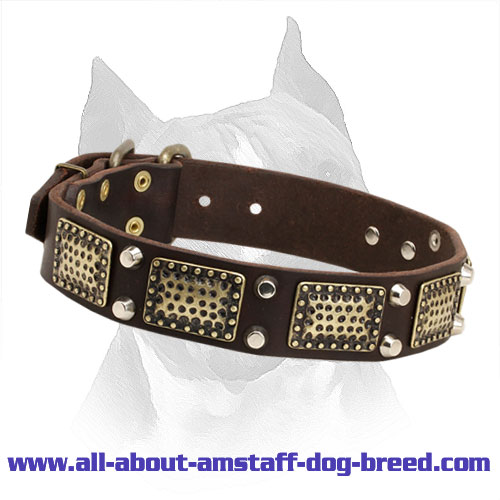 Amstaff Leather Collar with Brass Plates and Nickel Cones
