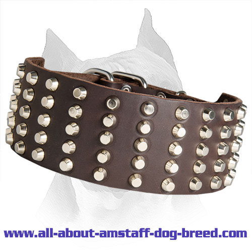 American Staffordshire Terrier Leather Dog Collar Studded