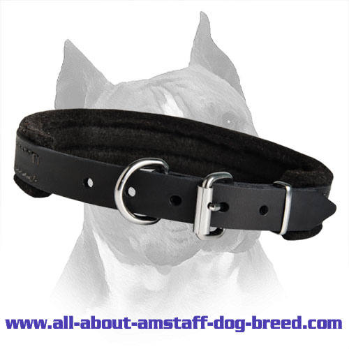 Wide Training Amstaff Dog Collar With Soft Padding