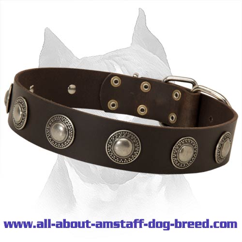 Amazing Amstaff Leather Dog Collar Decorated With Silver Conchos