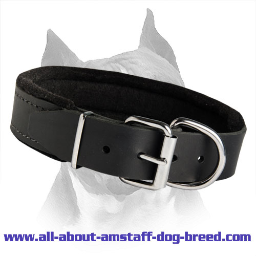 Padded Amstaff Leather Dog Collar For Walking And Training