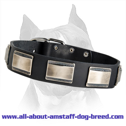 American Staffordshire Terrier Leather Dog Collar With Nickel Plates