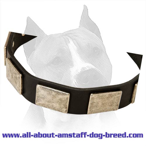 Amstaff Leather Dog Collar With Vintage Plates