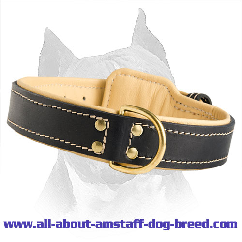 Royal Nappa Padded Hand Made Leather Dog Collar For Amstaff Breed