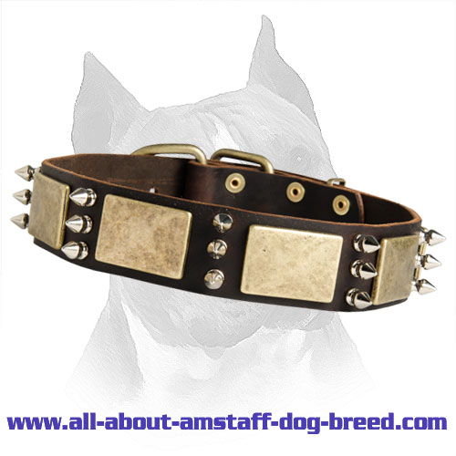 Shining Leather Amstaff Dog Collar With Spikes And Plates