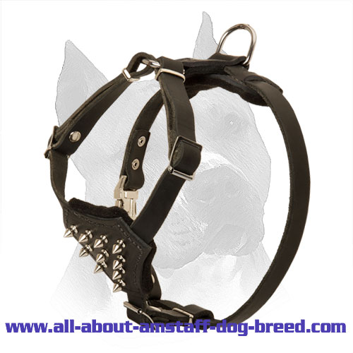 American Staffordshire Terrier Puppy Leather Harness with Spiked Chest Plate - Click Image to Close