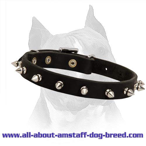Modern Spiked Leather Dog Collar For Walking In Style With Your Amstaff Dog Breed