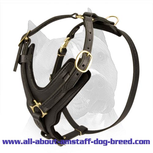 Exclusive Soft Padded Amstaff Leather Dog Harness