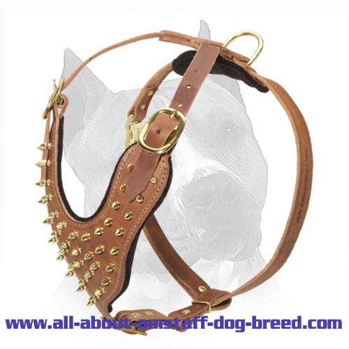 Everyday Amstaff Dog Harness With Spikes