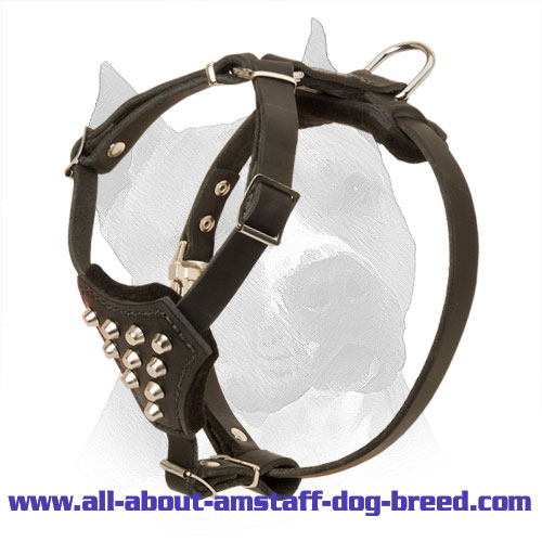 Studded Leather Amstaff Puppy Harness