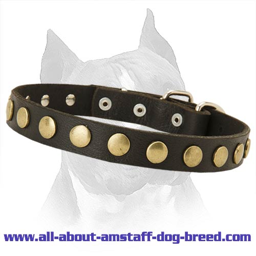 Leather Special Dog Collar With Circles For Amstaff Dog Breed