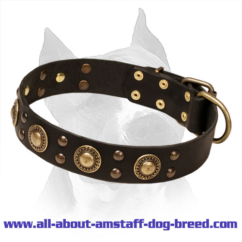 'Space-like' Leather Amstaff Collar with Brass Hardware