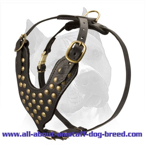 Studded Leather Dog Harness For American Staffordshire Terrier
