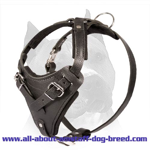 Agitation Leather Dog Harness For Amstaff Dog Breed