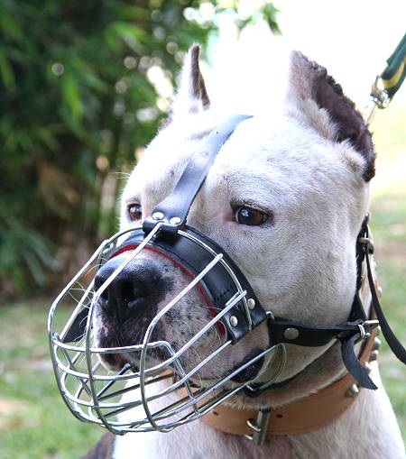 Wire Basket Dog Muzzle For Amstaff - Click Image to Close