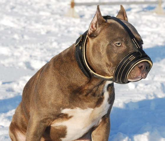 Snarling deals dog muzzle