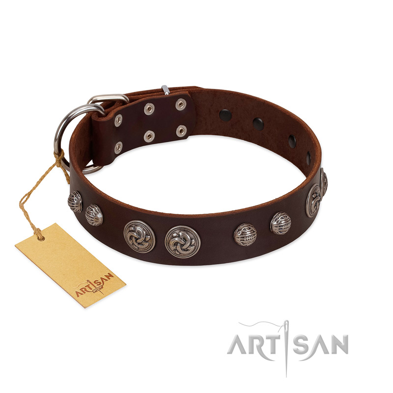"Choco Brownie" FDT Artisan Brown Leather Amstaff Collar Adorned with Silver-Like Conchos