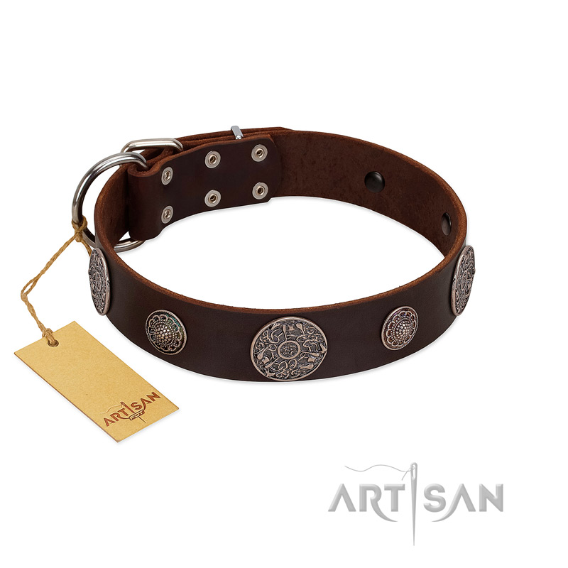 "Flashy Woof" FDT Artisan Brown Leather Amstaff Collar with Chrome Plated Brooches