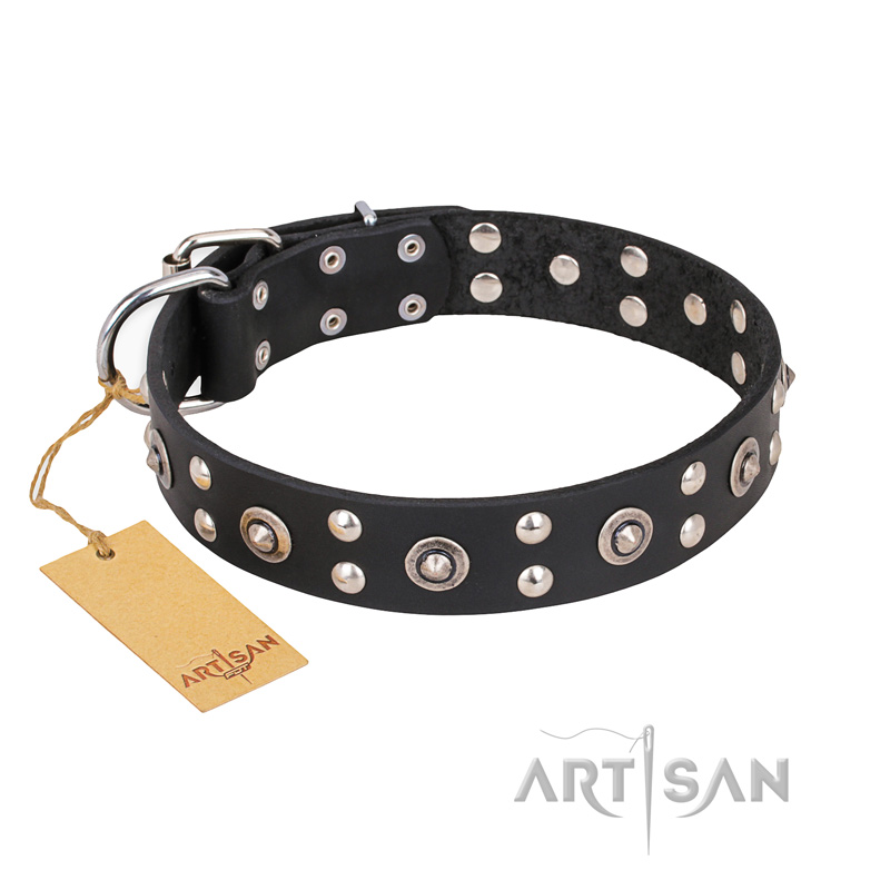 "Refined Essence" FDT Artisan Black Leather Amstaff Collar with Silvery Studs